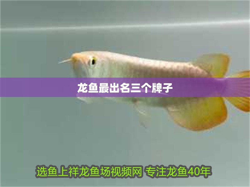 龍魚最出名三個牌子