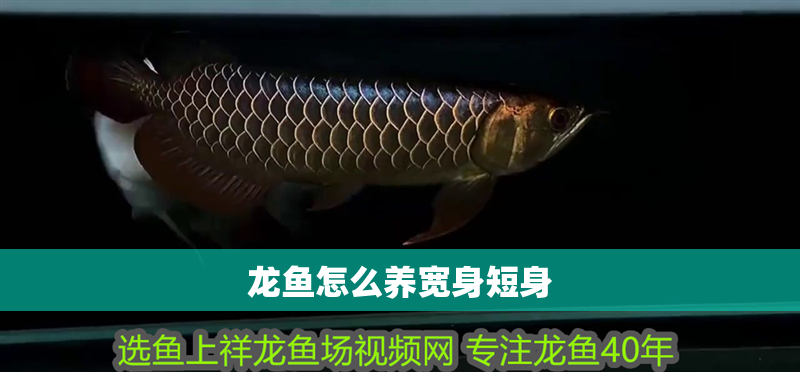 龍魚怎么養寬身短身