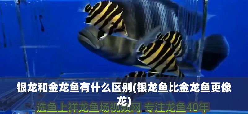 銀龍和金龍魚有什么區別(銀龍魚比金龍魚更像龍)