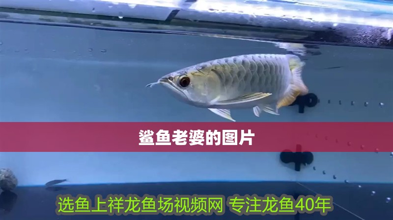 鯊魚(yú)老婆的圖片