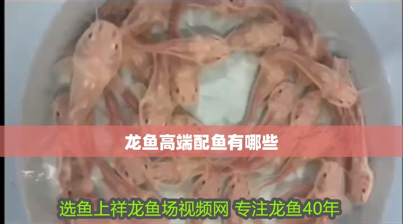 龍魚高端配魚有哪些
