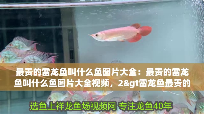 最貴的雷龍魚叫什么魚圖片大全：最貴的雷龍魚叫什么魚圖片大全視頻，2&gt雷龍魚最貴的除黃金眼鏡蛇雷龍名字
