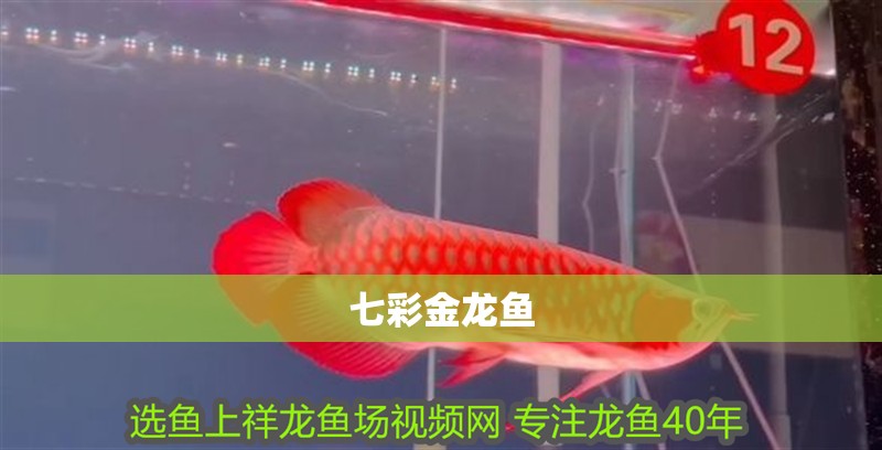 七彩金龍魚