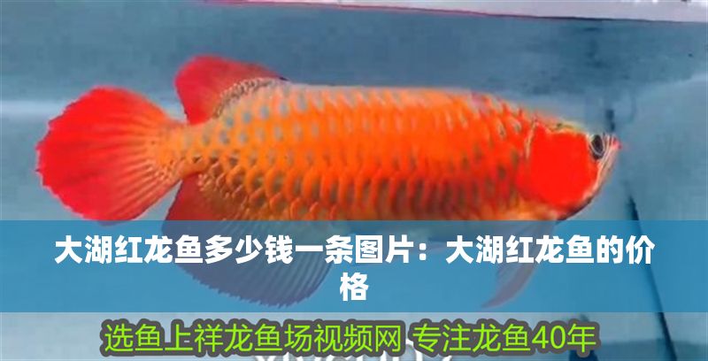 大湖紅龍魚多少錢一條圖片：大湖紅龍魚的價格
