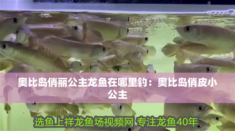 奧比島俏麗公主龍魚在哪里釣：奧比島俏皮小公主