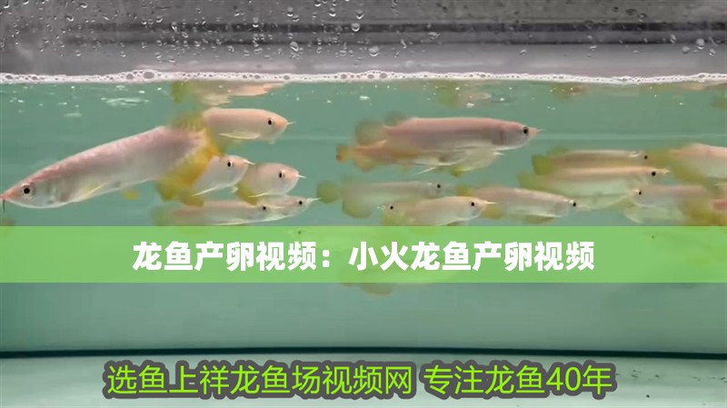龍魚產卵視頻：小火龍魚產卵視頻
