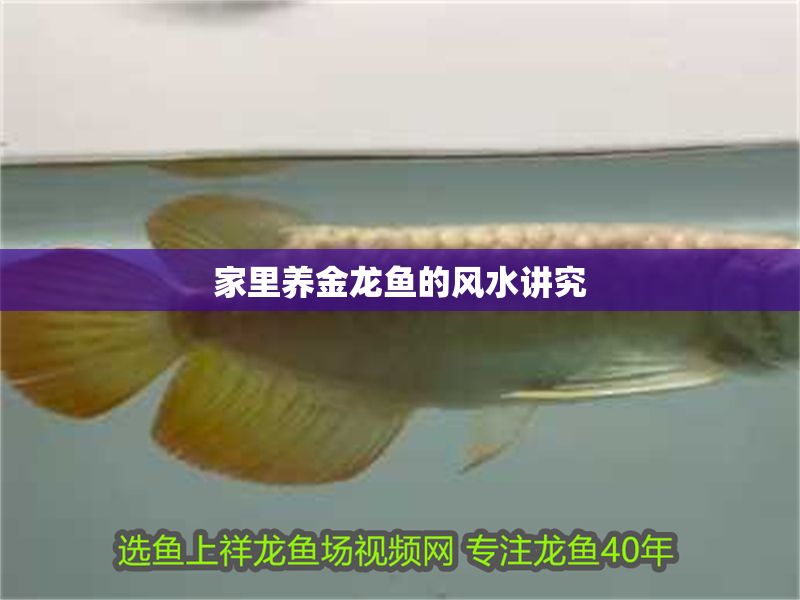家里養(yǎng)金龍魚的風(fēng)水講究