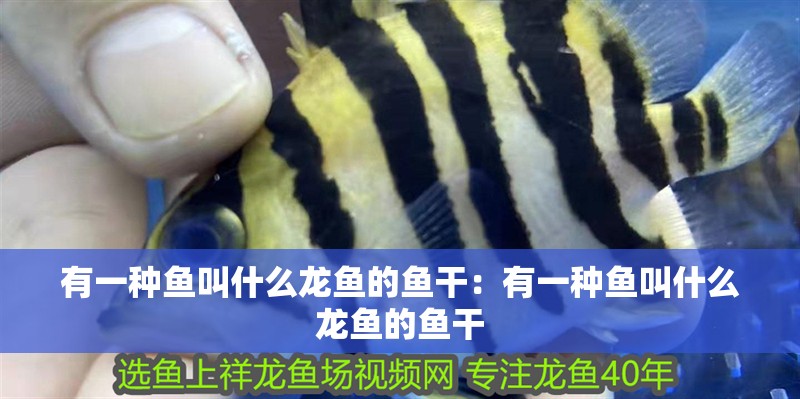 有一種魚叫什么龍魚的魚干：有一種魚叫什么龍魚的魚干