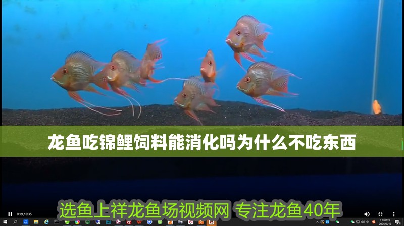 龍魚吃錦鯉飼料能消化嗎為什么不吃東西