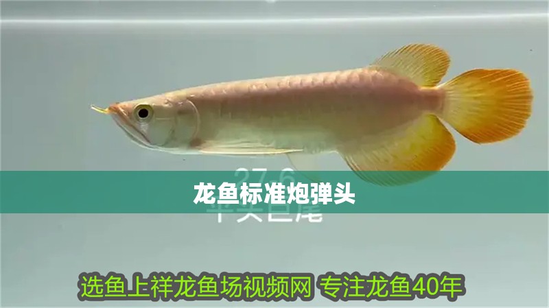 龍魚標(biāo)準(zhǔn)炮彈頭