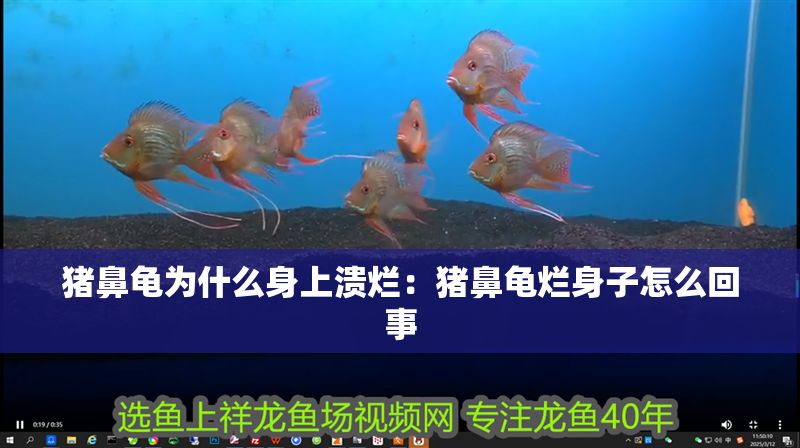 豬鼻龜為什么身上潰爛：豬鼻龜爛身子怎么回事