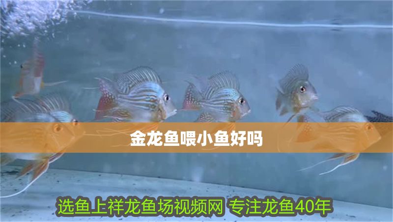 金龍魚喂小魚好嗎