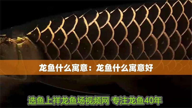 龍魚什么寓意：龍魚什么寓意好