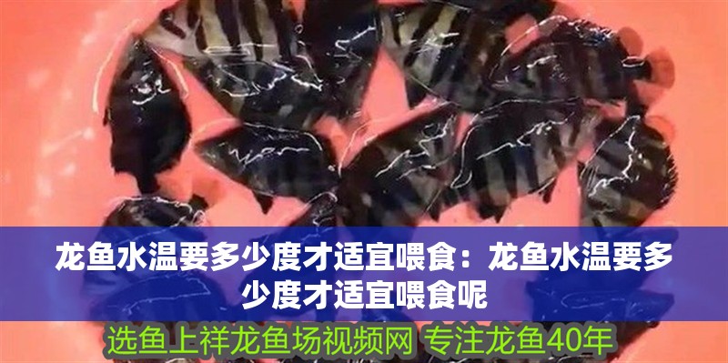 龍魚水溫要多少度才適宜喂食：龍魚水溫要多少度才適宜喂食呢