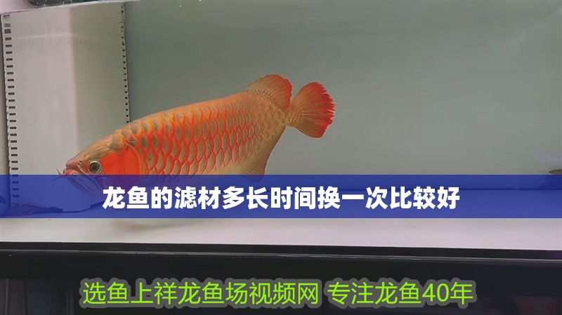 龍魚的濾材多長時間換一次比較好