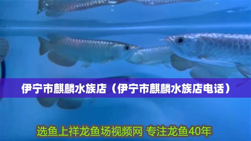 伊寧市麒麟水族店（伊寧市麒麟水族店電話）
