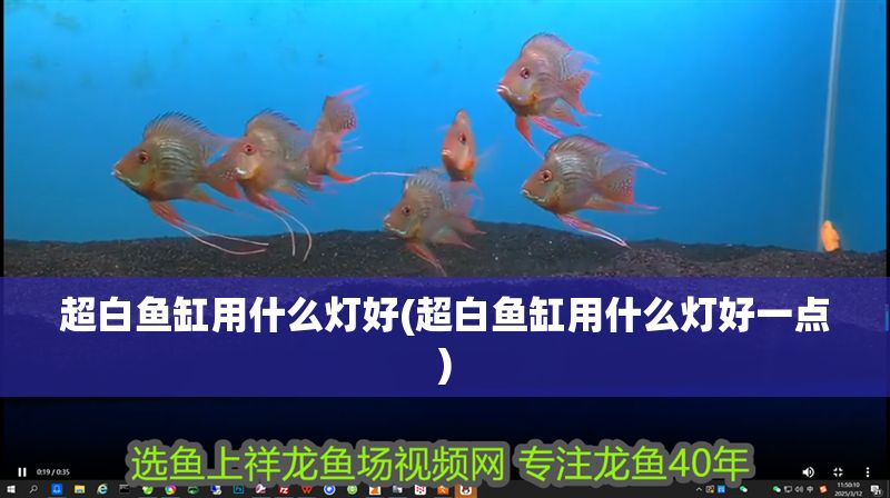 超白魚缸用什么燈好(超白魚缸用什么燈好一點)