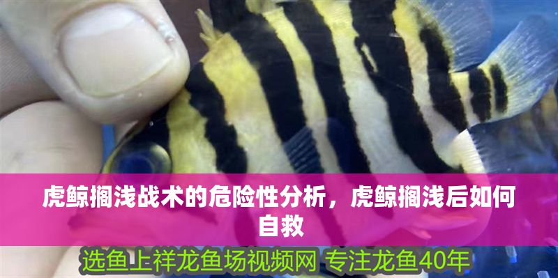 虎鯨擱淺戰術的危險性分析，虎鯨擱淺后如何自救