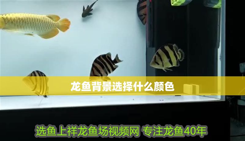 龍魚背景選擇什么顏色