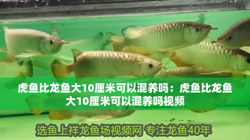 虎魚比龍魚大10厘米可以混養嗎：虎魚比龍魚大10厘米可以混養嗎視頻