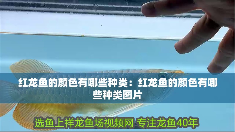 紅龍魚的顏色有哪些種類：紅龍魚的顏色有哪些種類圖片