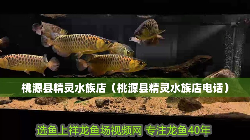桃源縣精靈水族店（桃源縣精靈水族店電話）