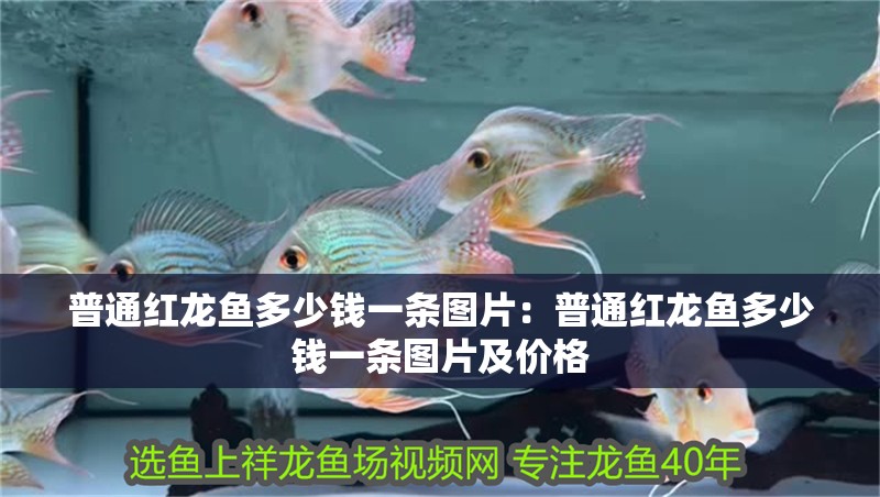 普通紅龍魚多少錢一條圖片：普通紅龍魚多少錢一條圖片及價格