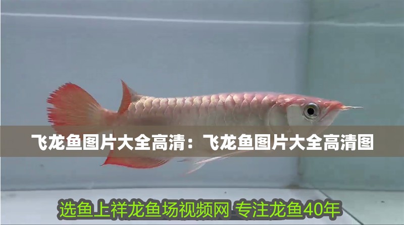 飛龍魚(yú)圖片大全高清：飛龍魚(yú)圖片大全高清圖