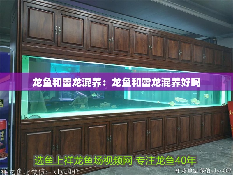 龍魚和雷龍混養：龍魚和雷龍混養好嗎