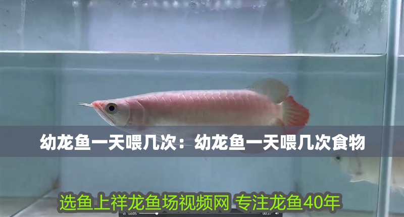 幼龍魚一天喂幾次：幼龍魚一天喂幾次食物