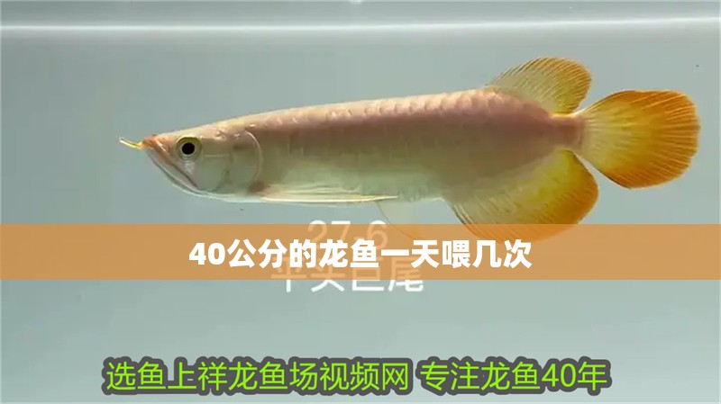 40公分的龍魚一天喂幾次