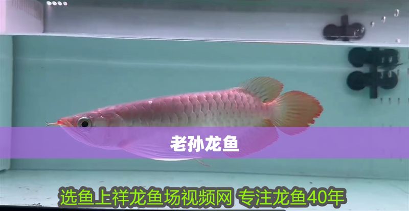 老孫龍魚