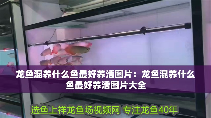 龍魚混養什么魚最好養活圖片：龍魚混養什么魚最好養活圖片大全