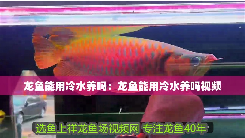 龍魚能用冷水養(yǎng)嗎：龍魚能用冷水養(yǎng)嗎視頻