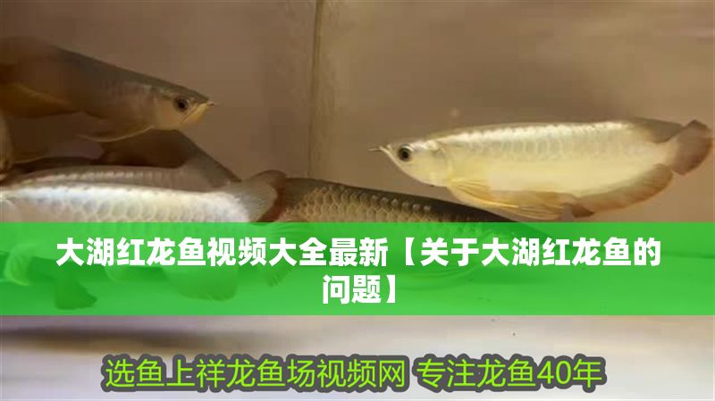 大湖紅龍魚(yú)視頻大全最新【關(guān)于大湖紅龍魚(yú)的問(wèn)題】
