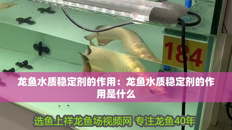 龍魚水質穩定劑的作用：龍魚水質穩定劑的作用是什么