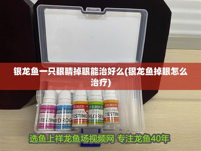 銀龍魚一只眼睛掉眼能治好么(銀龍魚掉眼怎么治療) 銀龍魚一只眼睛掉眼能治好么(銀龍魚掉眼怎么治療) 銀龍魚百科 第1張