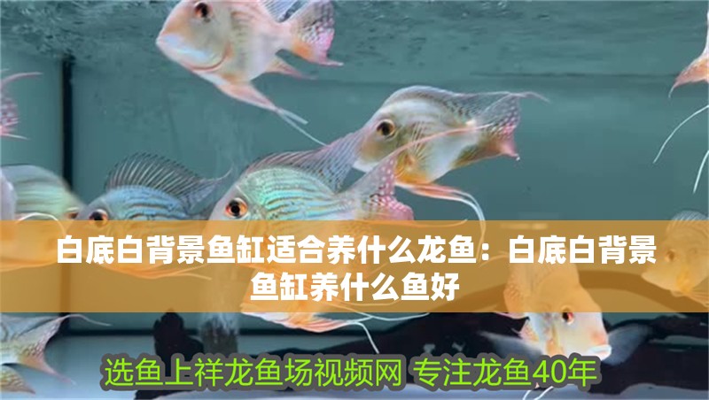 白底白背景魚缸適合養(yǎng)什么龍魚：白底白背景魚缸養(yǎng)什么魚好