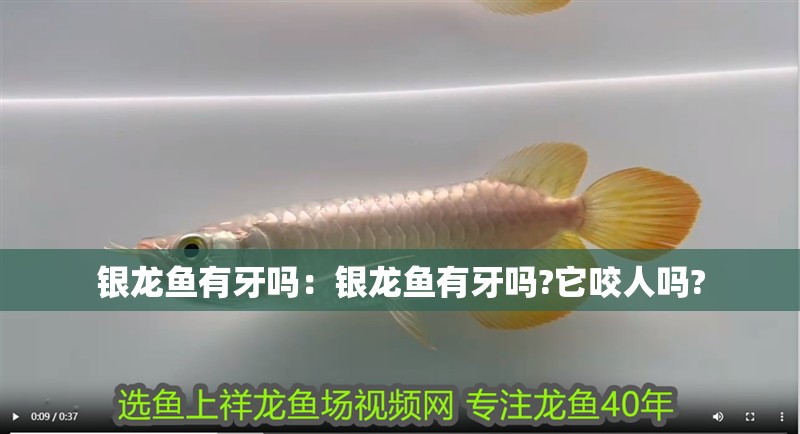 銀龍魚有牙嗎：銀龍魚有牙嗎?它咬人嗎?