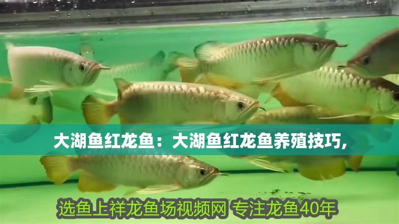 大湖魚紅龍魚：大湖魚紅龍魚養(yǎng)殖技巧,