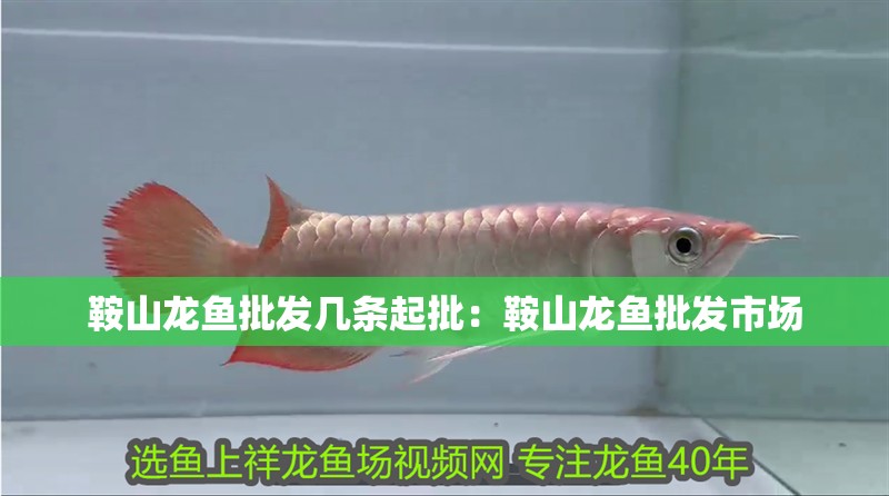 <strong><mark>鞍山</mark></strong>龍魚批發幾條起批：<strong><mark>鞍山</mark></strong>龍魚批發市場