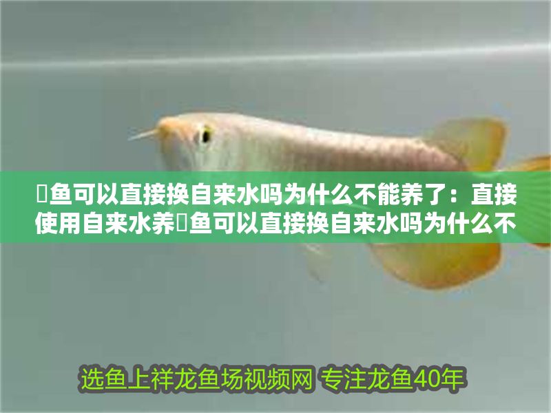 魟魚可以直接換自來水嗎為什么不能養(yǎng)了：直接使用自來水養(yǎng)魟魚可以直接換自來水嗎為什么不能養(yǎng)了