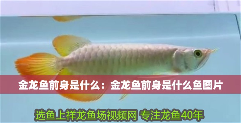 金龍魚前身是什么：金龍魚前身是什么魚圖片