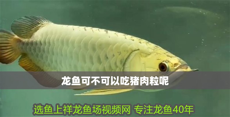 龍魚可不可以吃豬肉粒呢