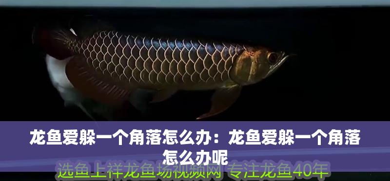 龍魚愛躲一個角落怎么辦：龍魚愛躲一個角落怎么辦呢