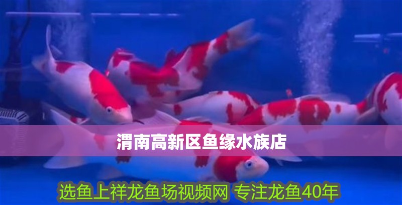 渭南高新區(qū)魚緣水族店