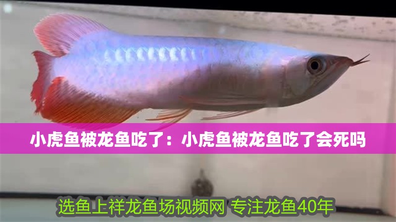 小虎魚被龍魚吃了：小虎魚被龍魚吃了會死嗎