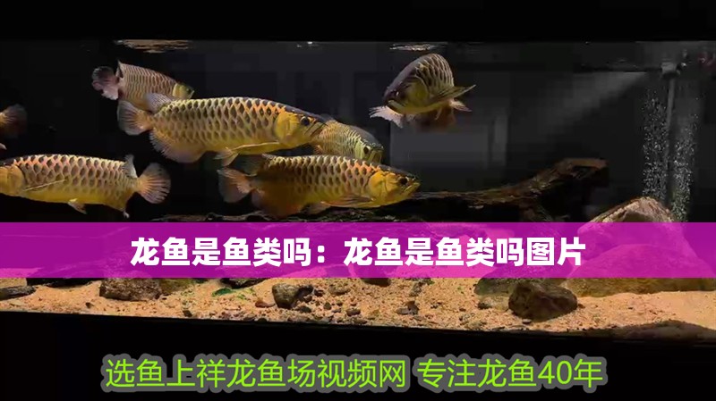 龍魚是魚類嗎：龍魚是魚類嗎圖片