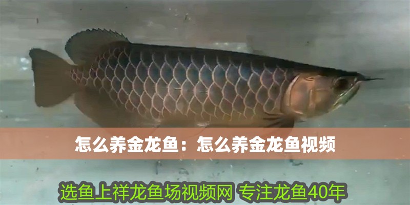 怎么養(yǎng)金龍魚：怎么養(yǎng)金龍魚視頻