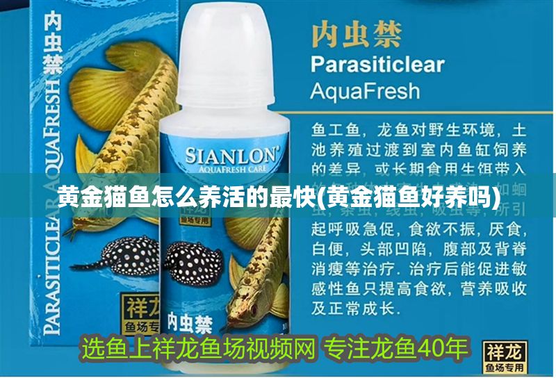 黃金貓魚怎么養(yǎng)活的最快(黃金貓魚好養(yǎng)嗎)